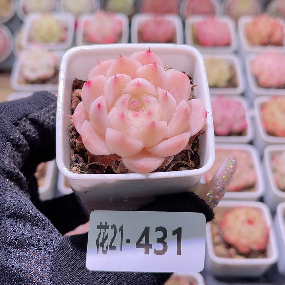 花利美21-431美瞳