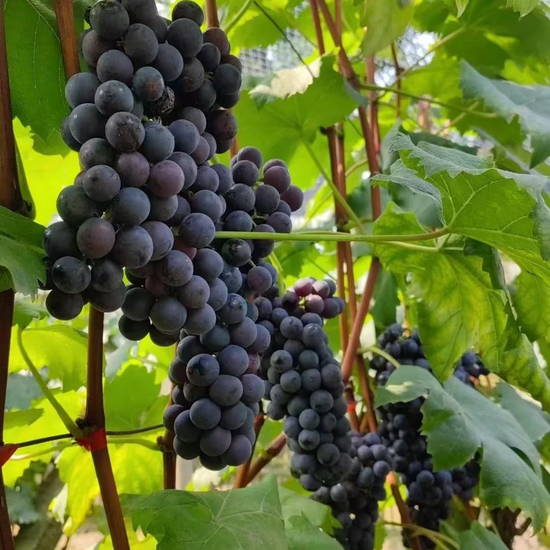 夏黑葡萄精品酸甜可口