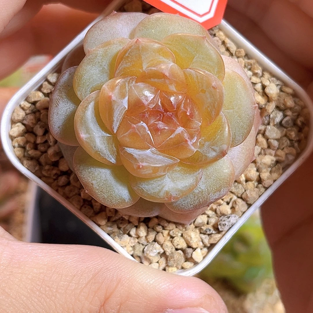 F90一物一拍 精灵豆