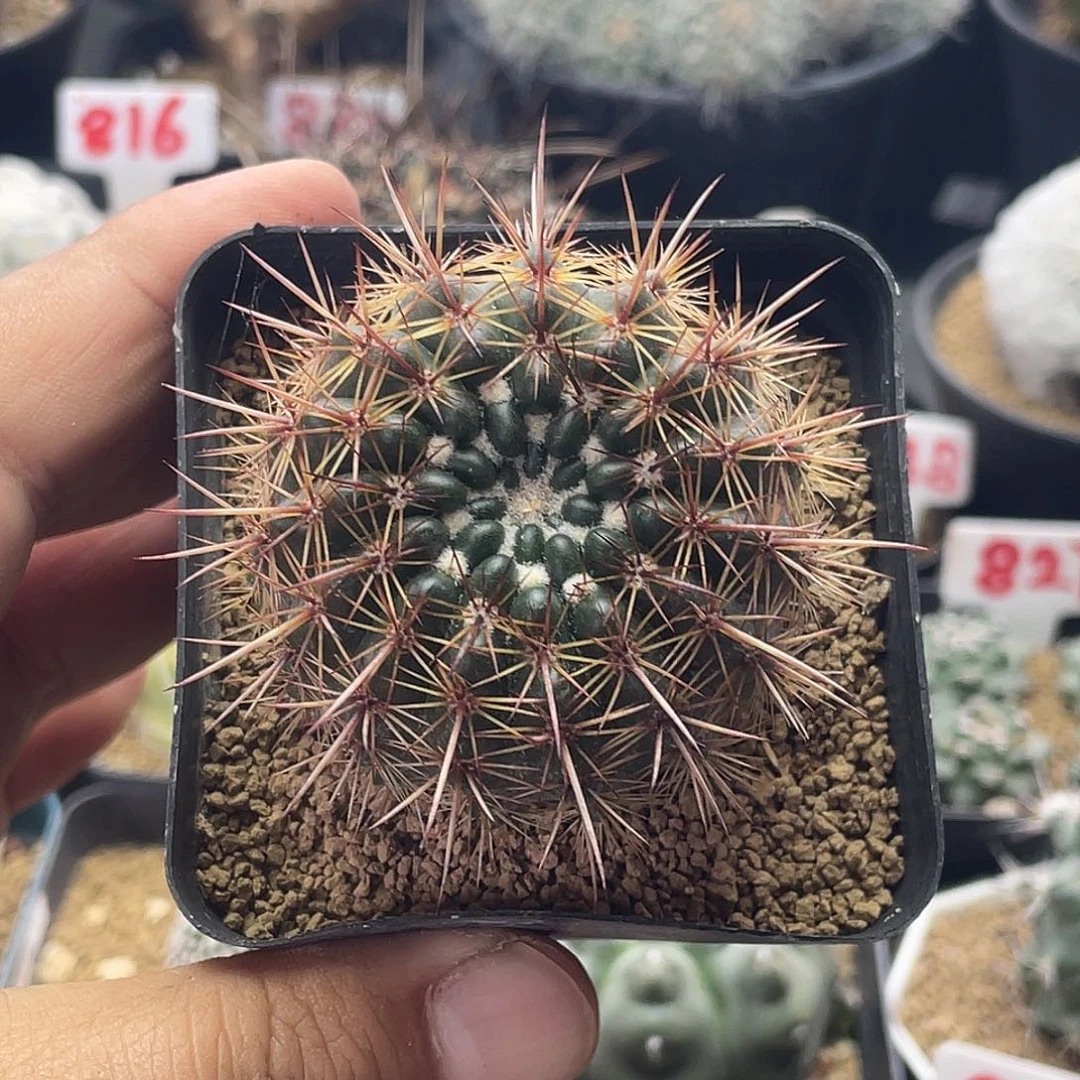 实生强刺南国玉属仙人球