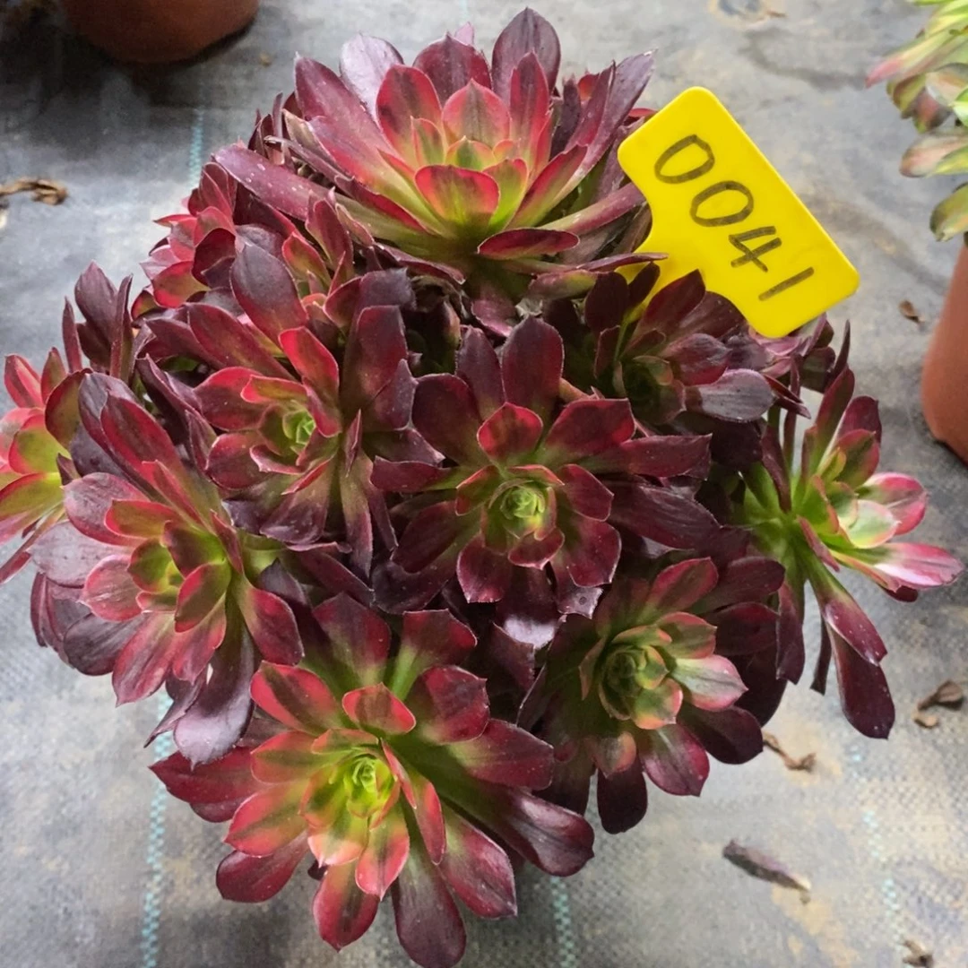 红陶0041安娜一物一拍