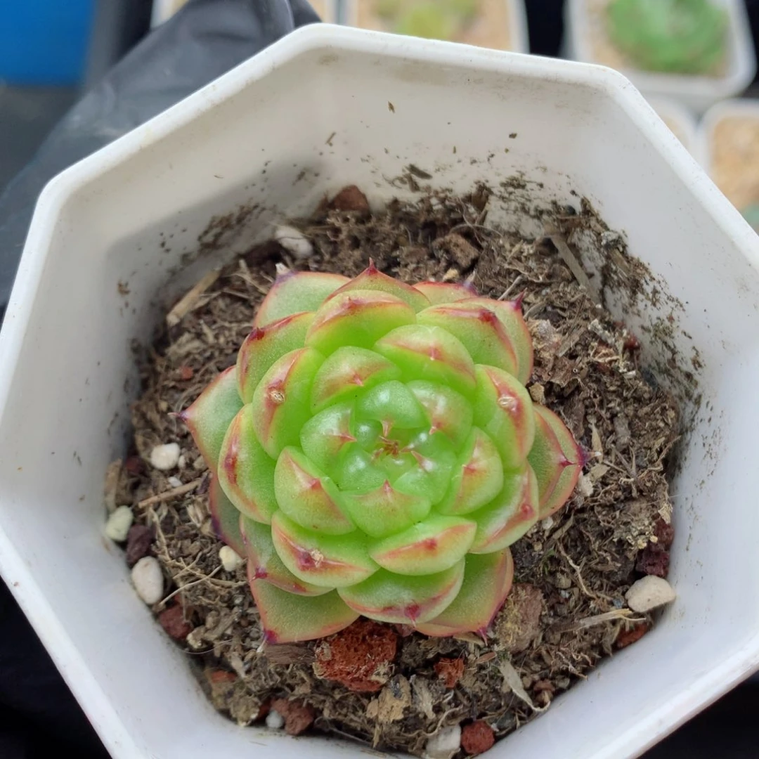 58包邮  群生不包整露华79