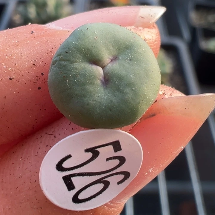 526干这颗多肉有点好看