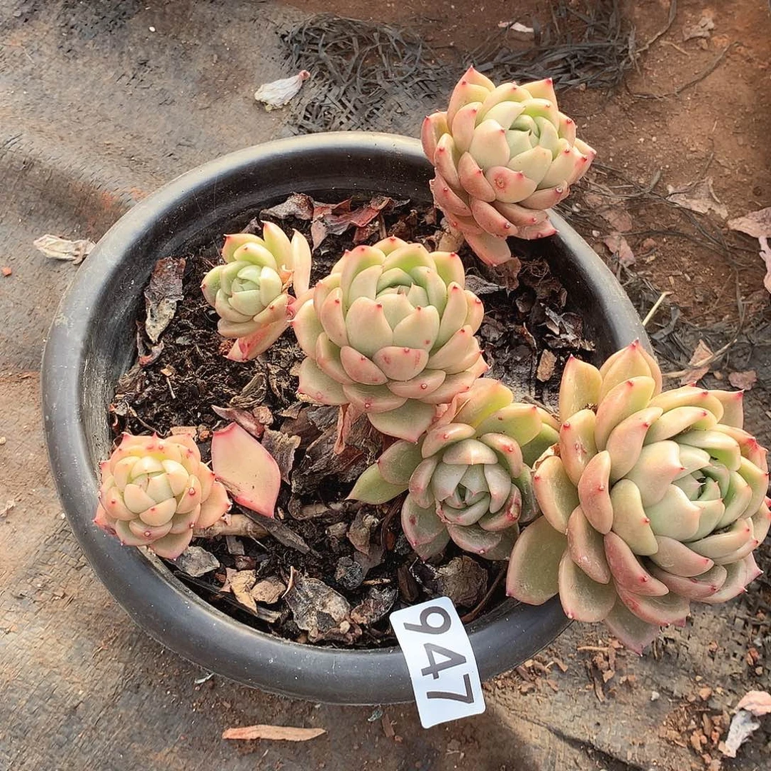 947白玫瑰不售后一物一拍多肉