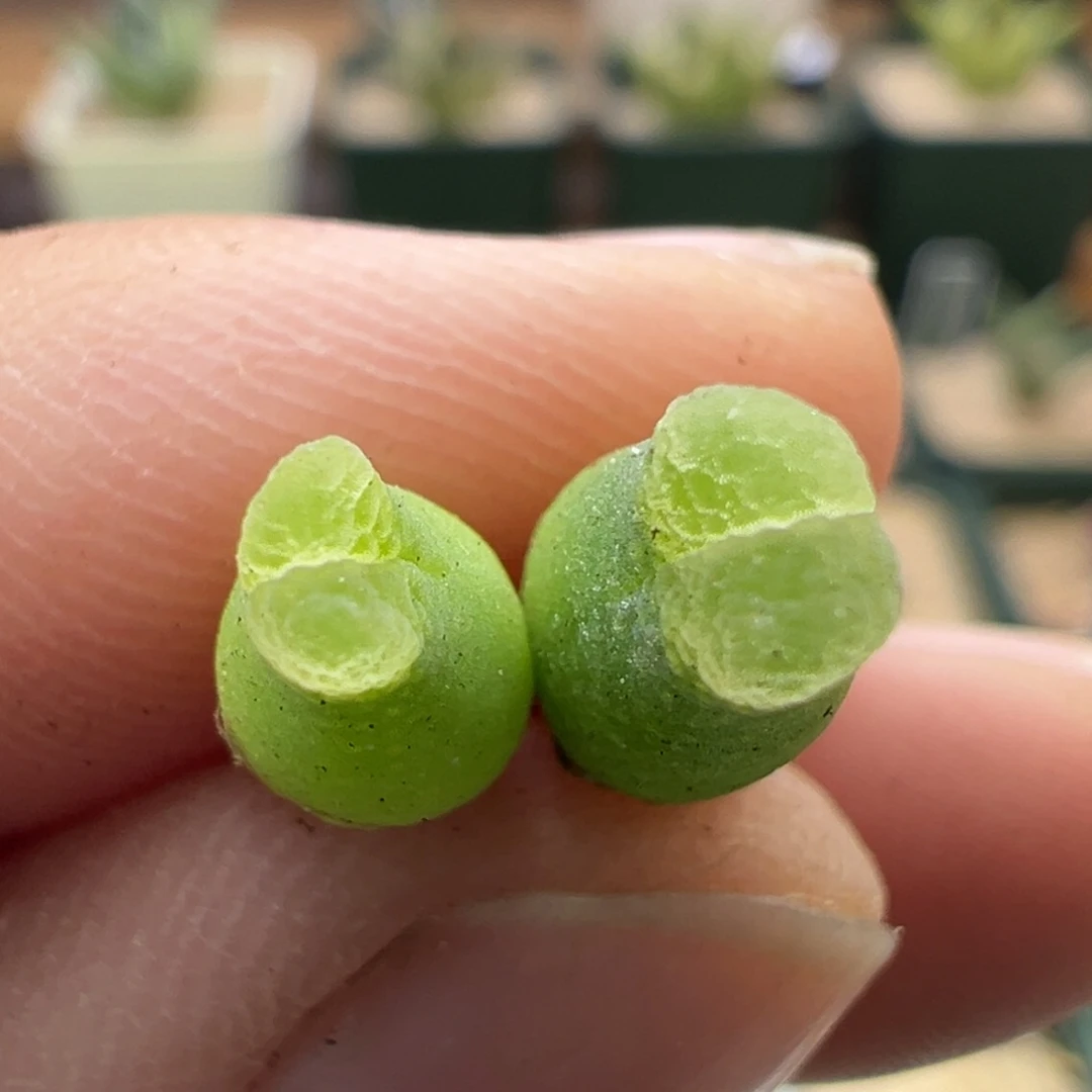 307。27214奶瓶风铃两颗