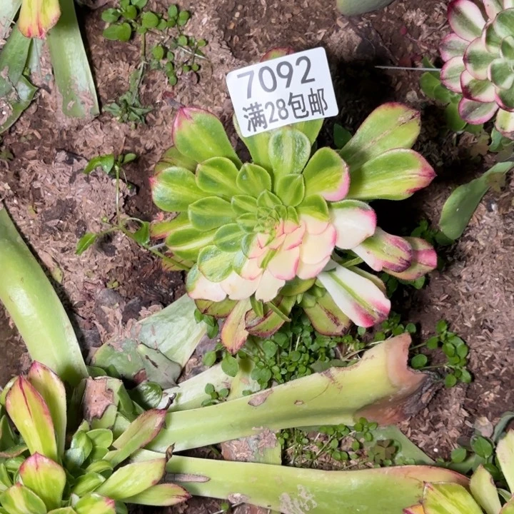 C.  7092知否多肉？