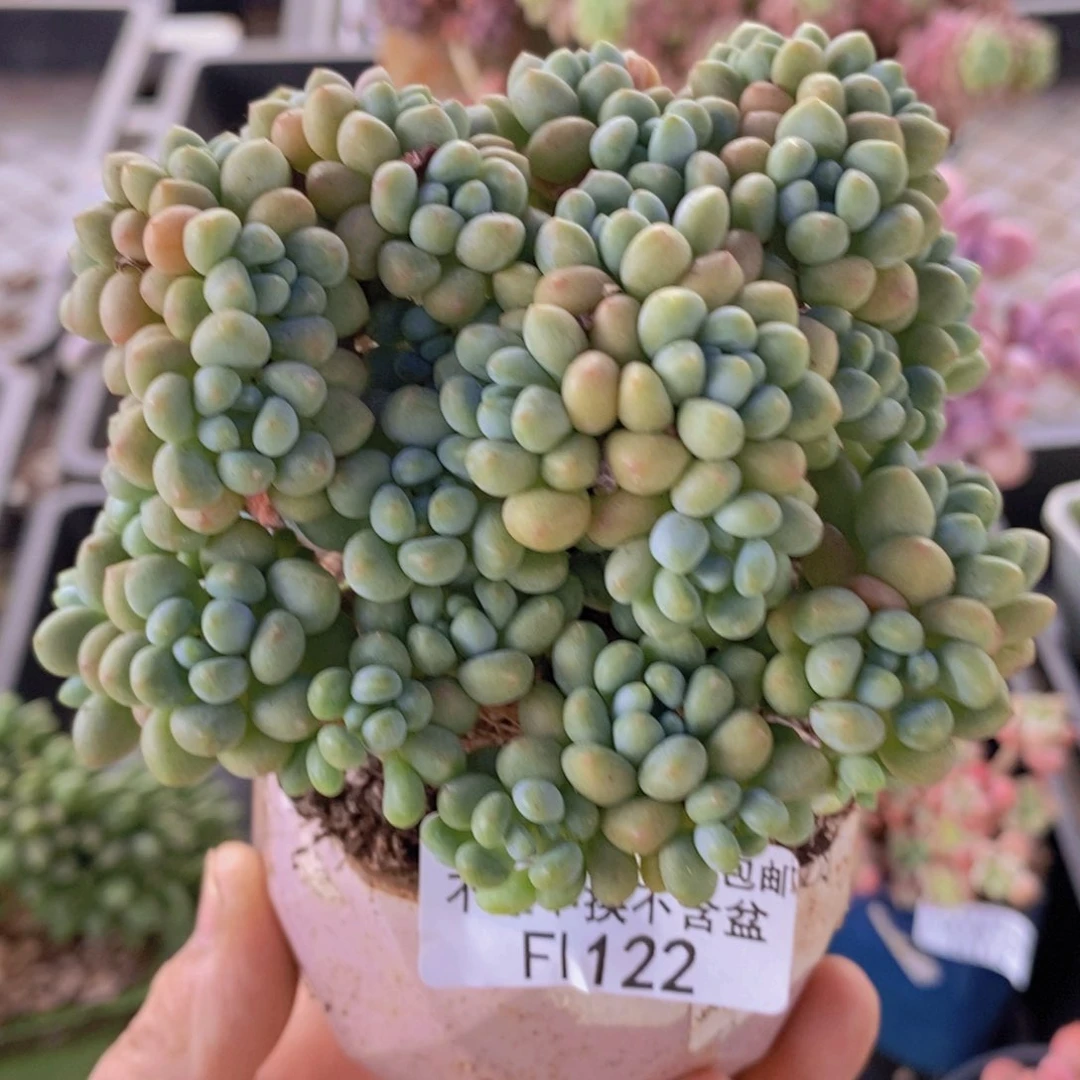 鱼子酱老桩8cm122多肉植物
