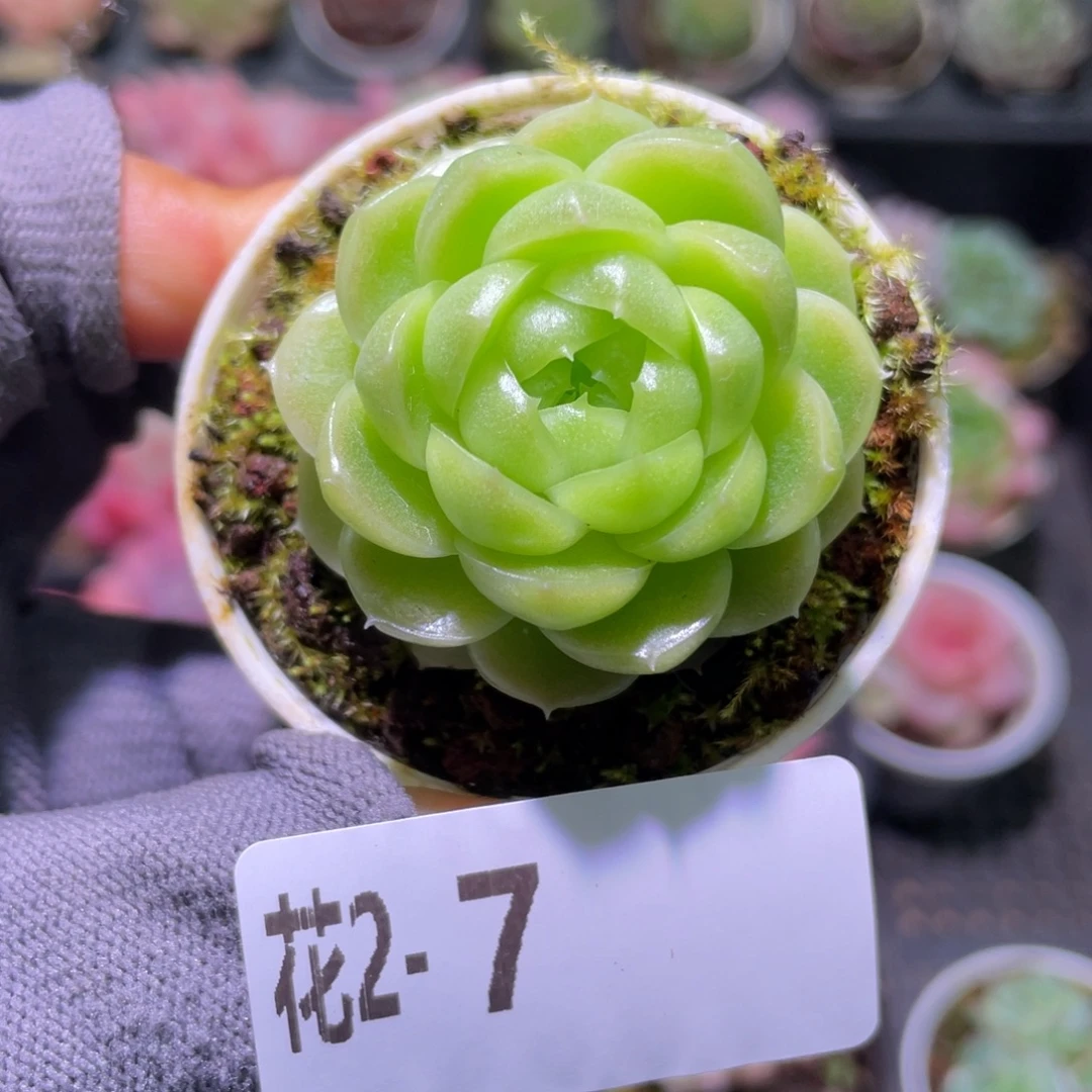 花利美  2-7青鸾