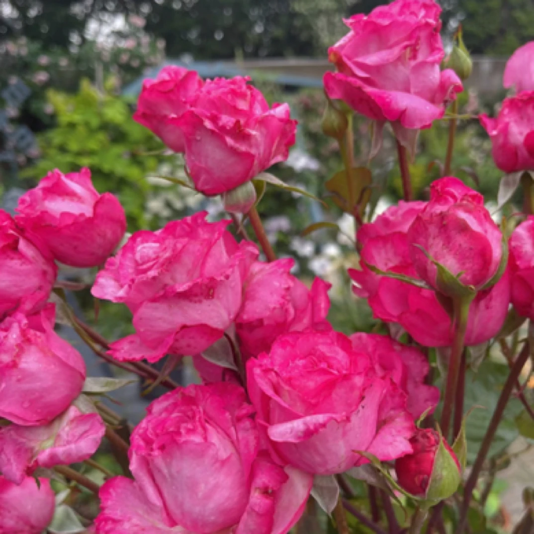 桃灼蓝天玫瑰店铺月季阳台玫瑰花多头浓香兰知春序鲜花越南球妹