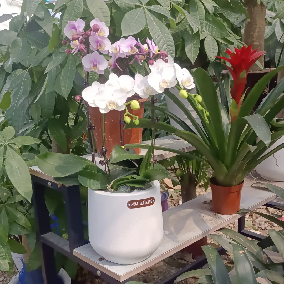 蝴蝶兰盆栽4枝花剑含胶盆套装发货