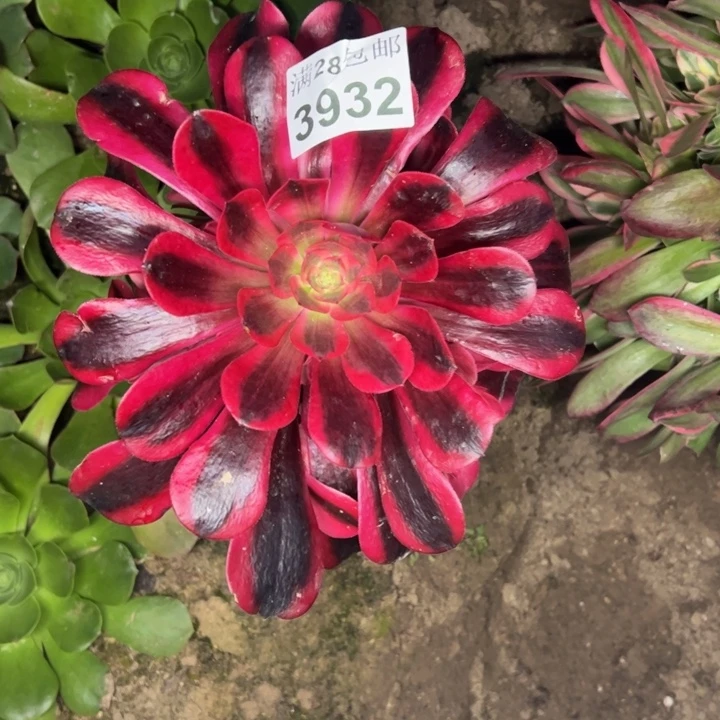 3932美杜莎多肉植物