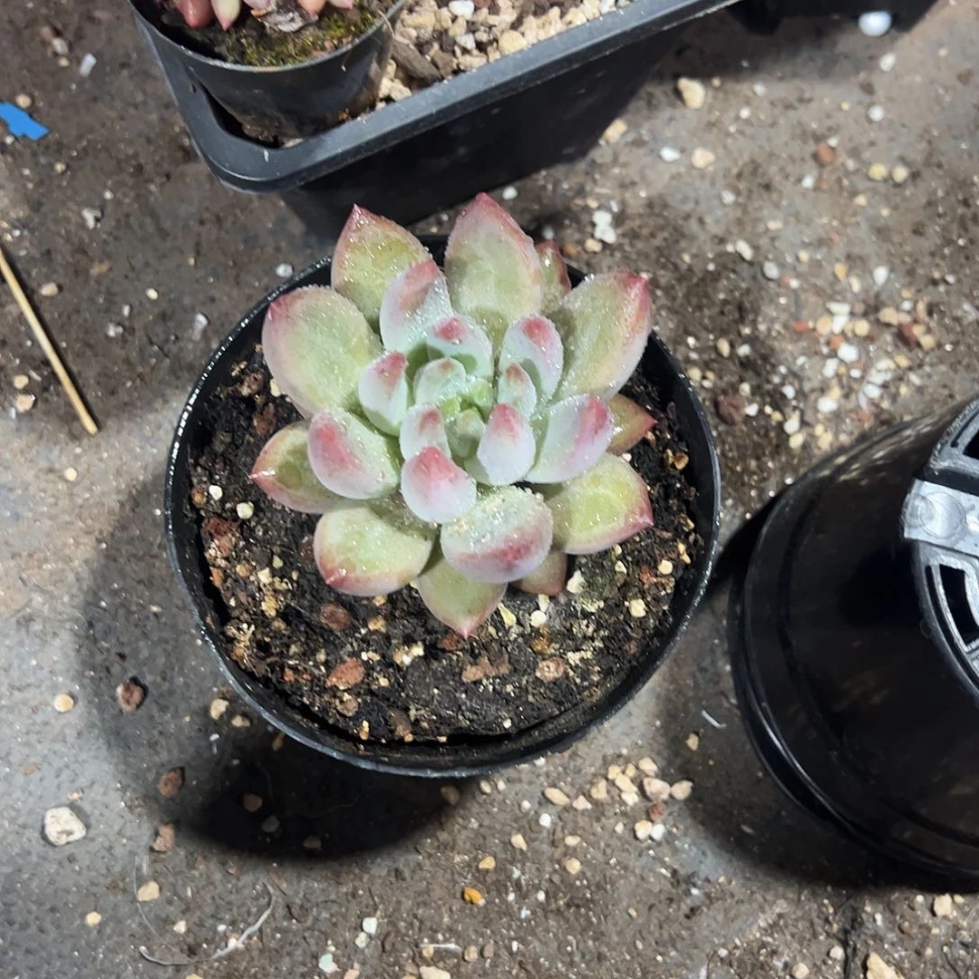 M*n米奇水晶多肉植物