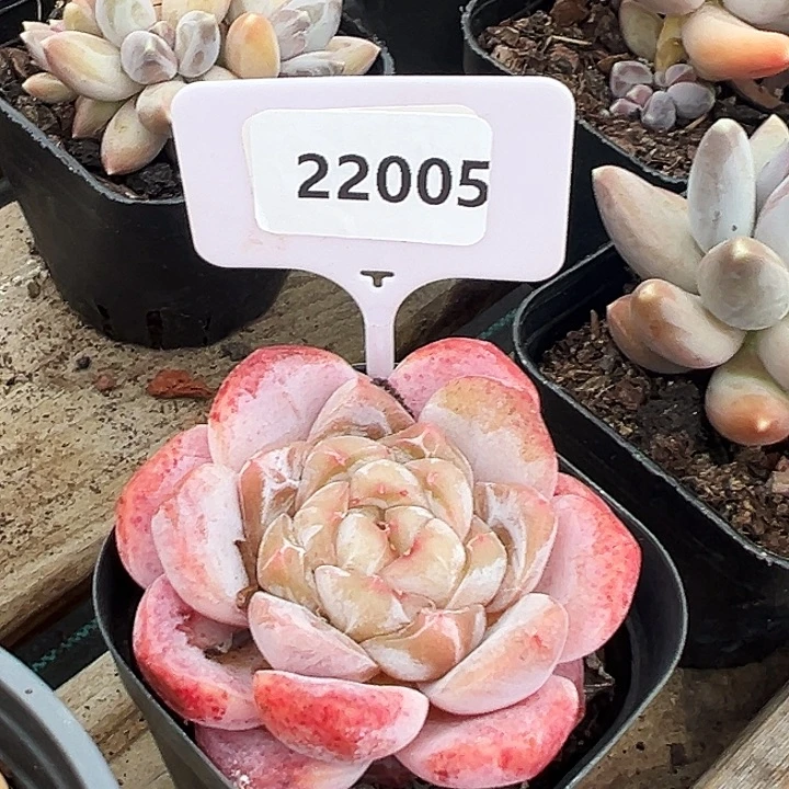 糖心。   22005 号