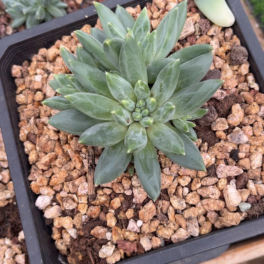 曦***曦多肉植物ttn多肉植物
