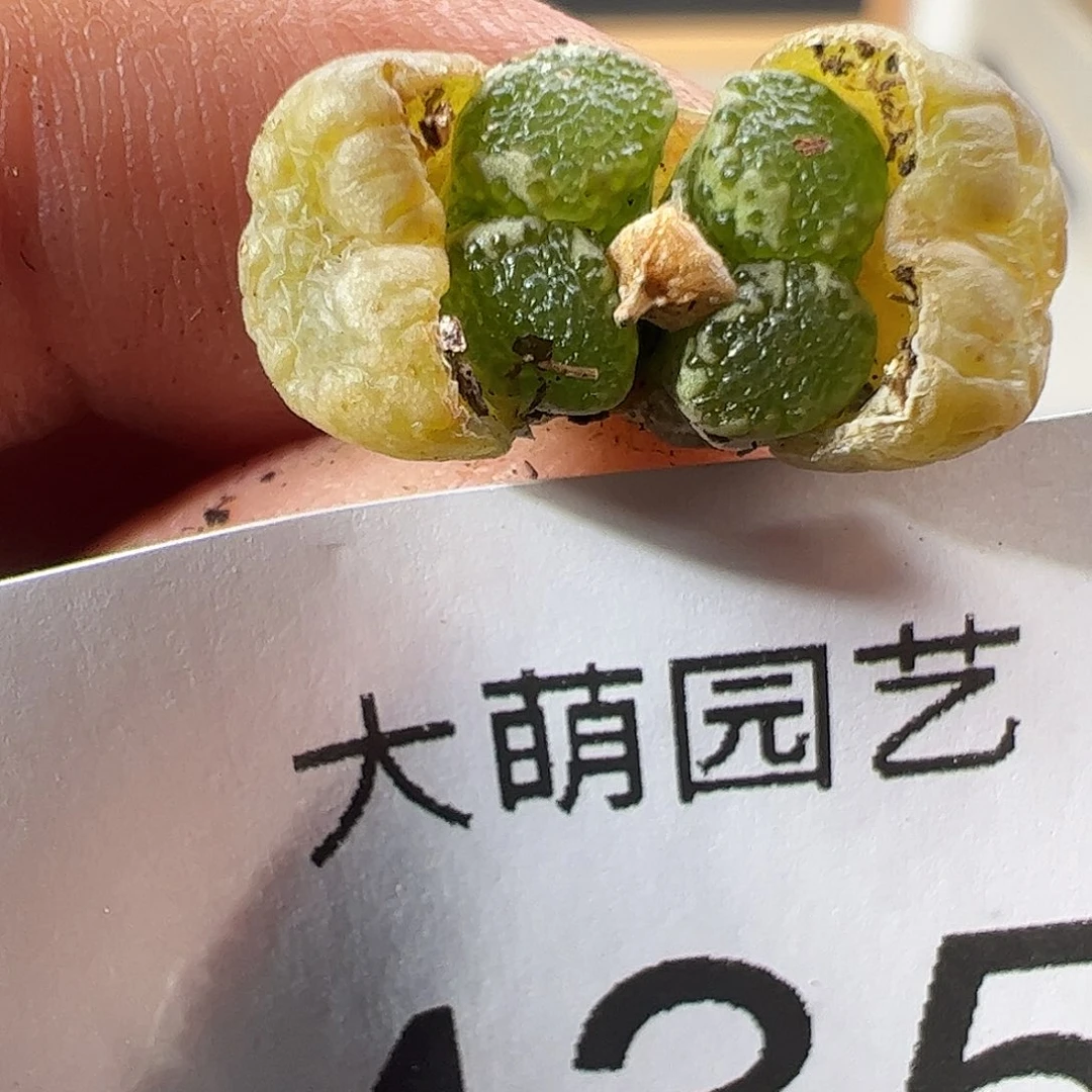 0000435 一物一拍……
