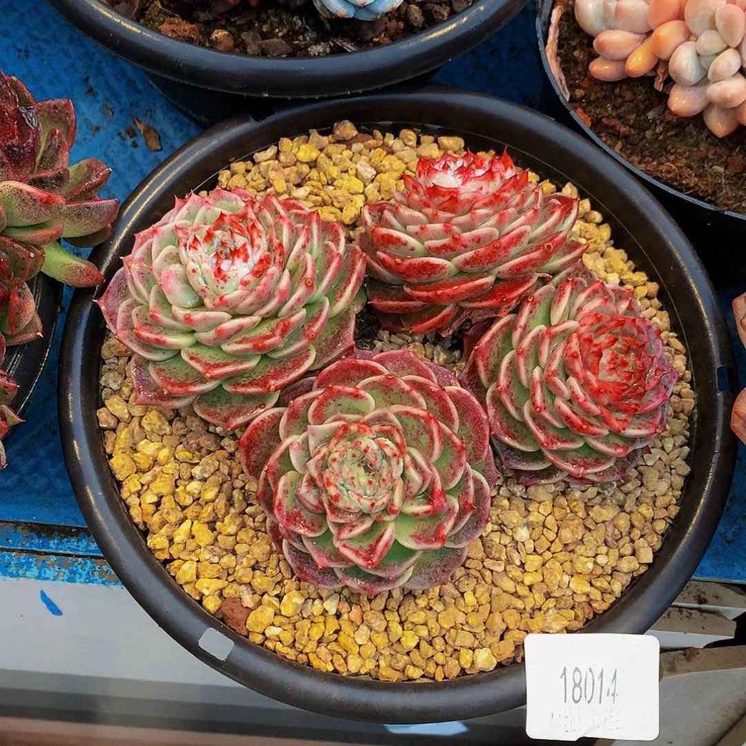 A***      天鹅绒多肉18014