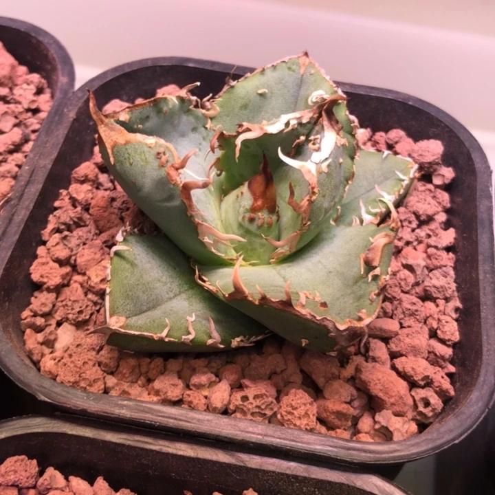 油猪仁王冠龙舌兰