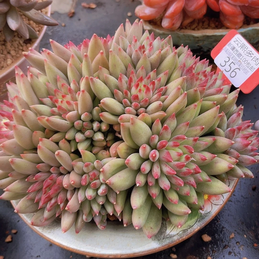 凯***e356二代虞美人多肉植物