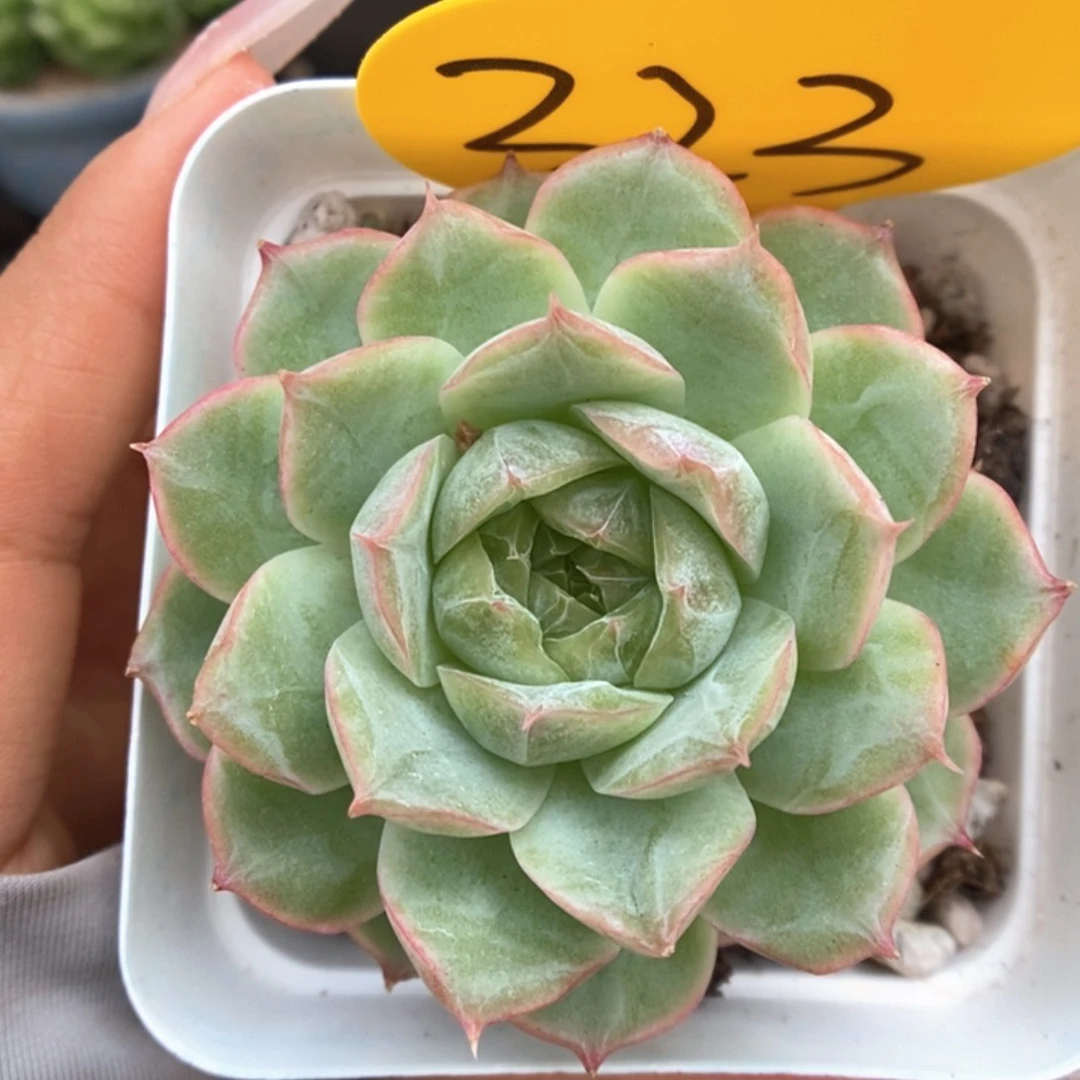 蔷薇珍妮群生323号。