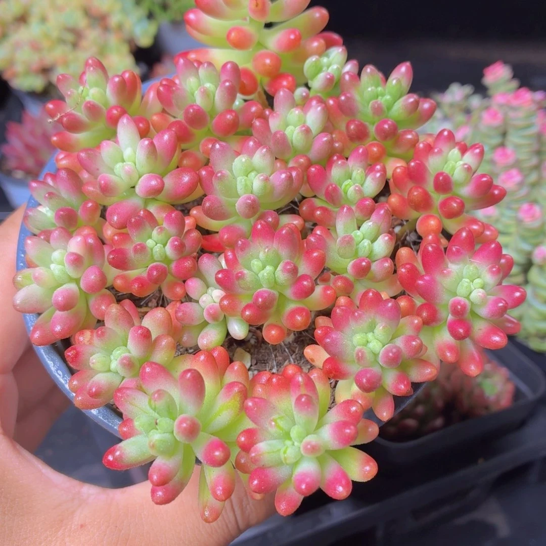 虹之玉锦多肉9.9包邮发货