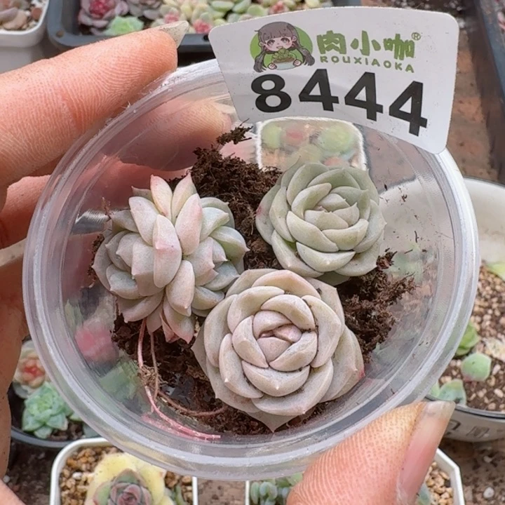 多肉植物多肉植物