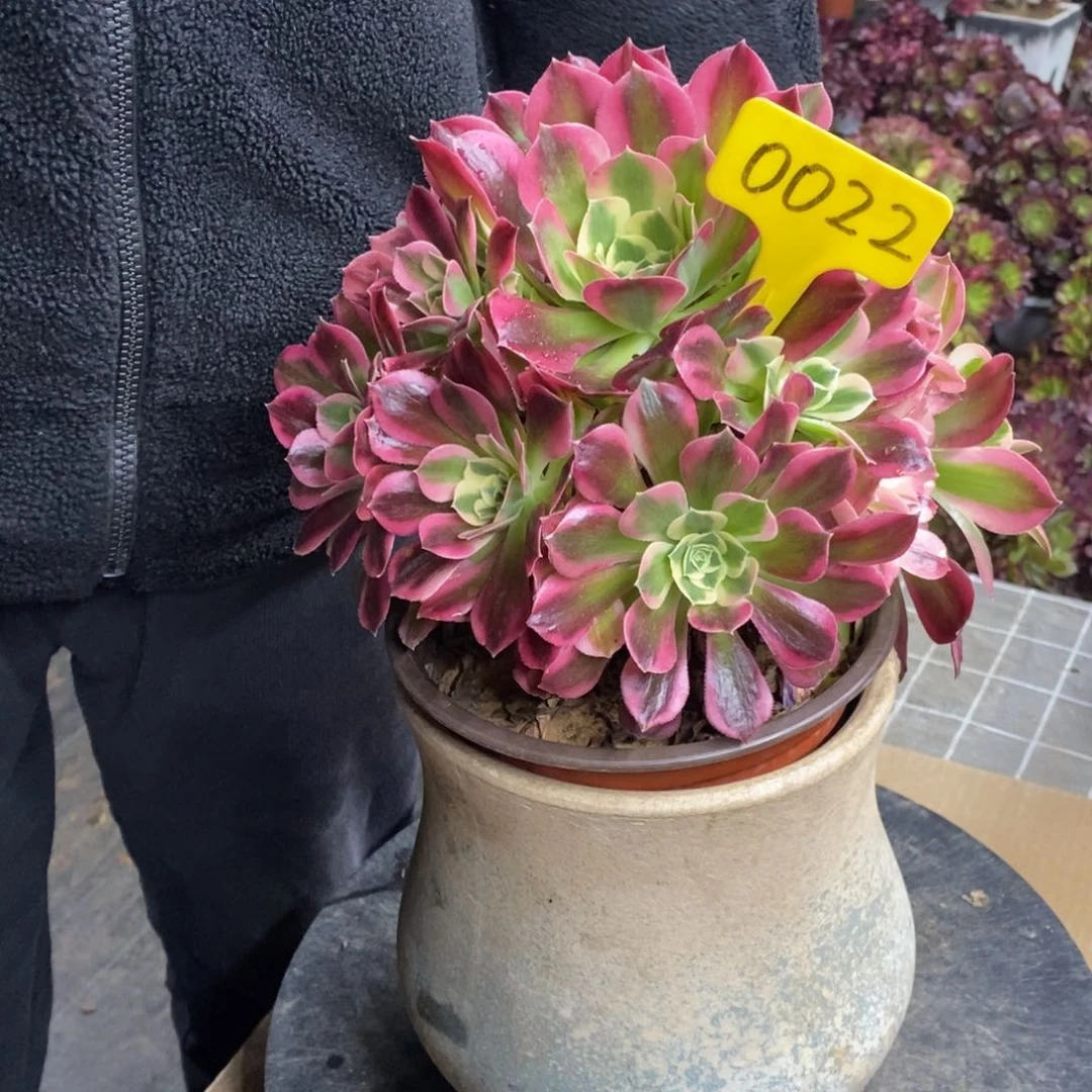 红陶0022女巫绿体