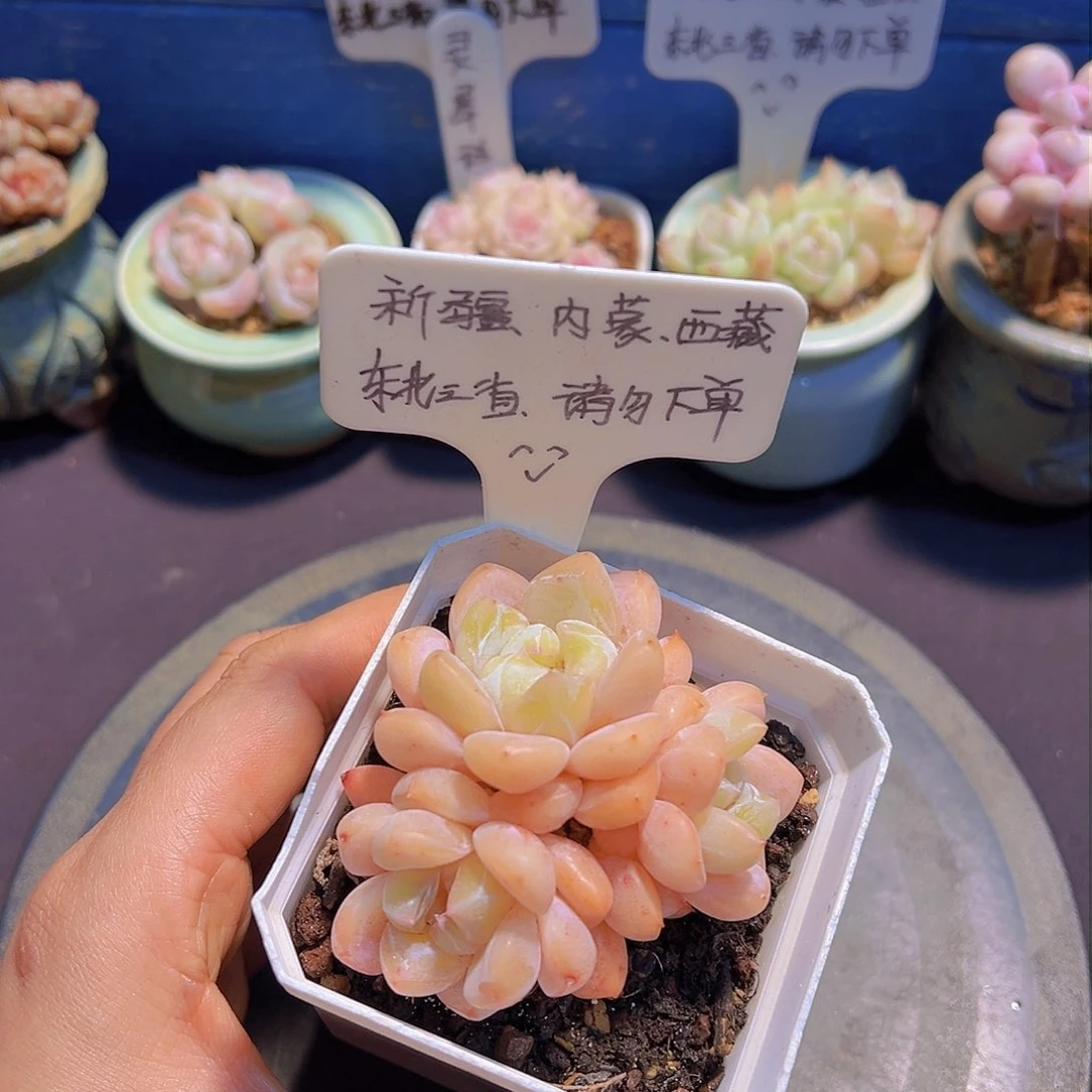 雪魄冰玉，带盆发货，