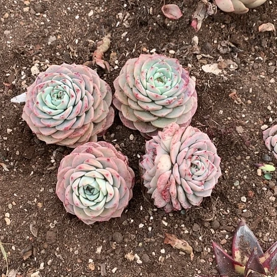 像****?买肉特价活动开始啦