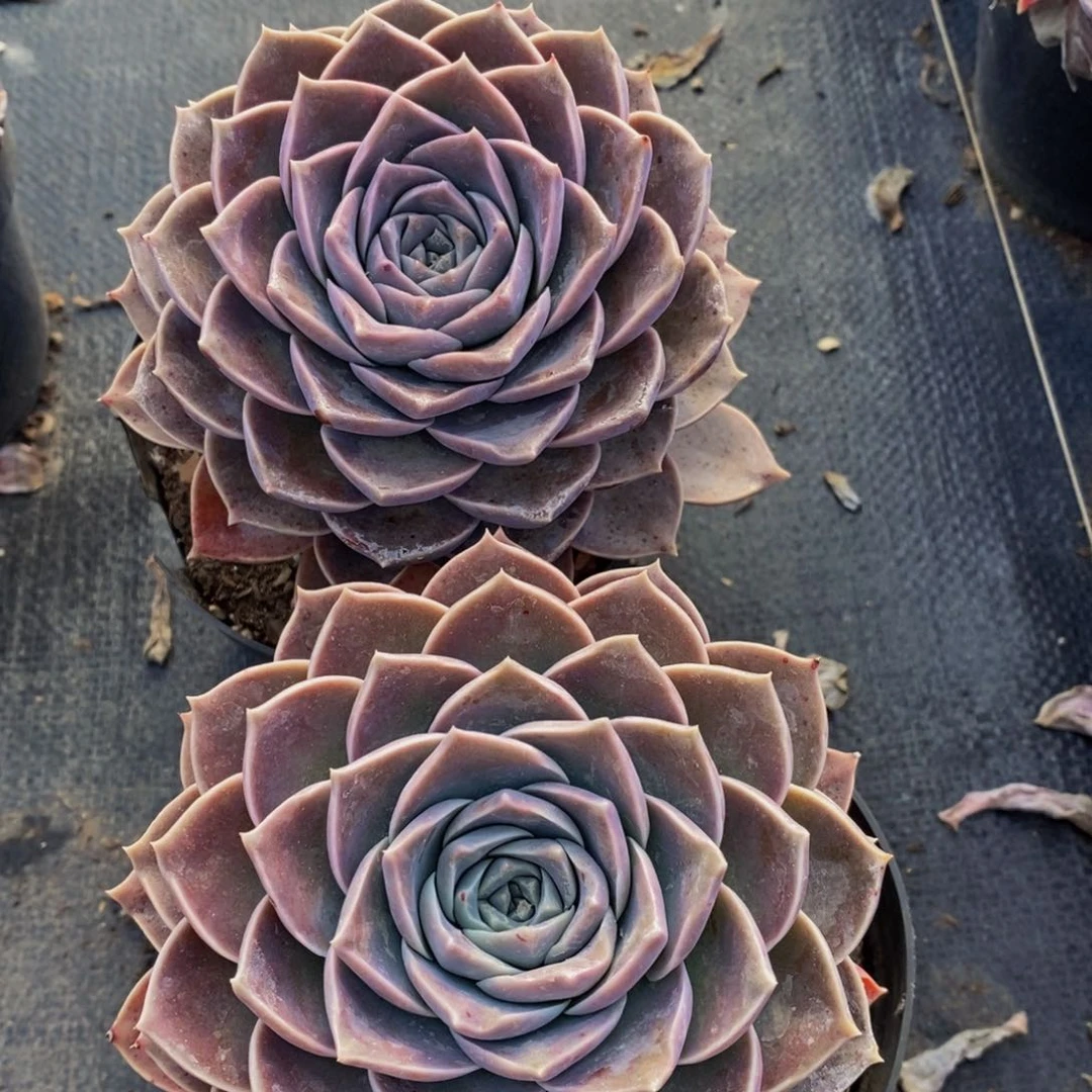 原始哈里沃森单头两盆