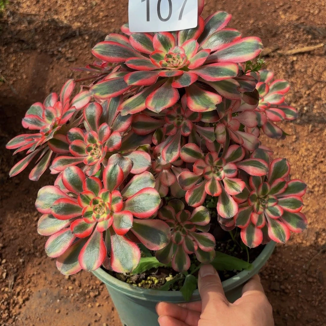 107多肉植物初恋特价微瑕
