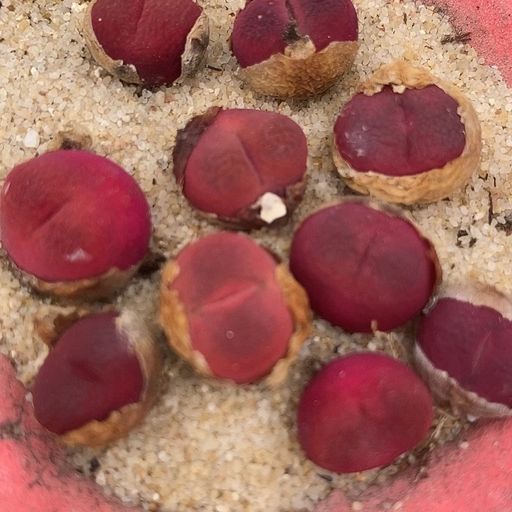 9582吕氏琥珀sp一颗