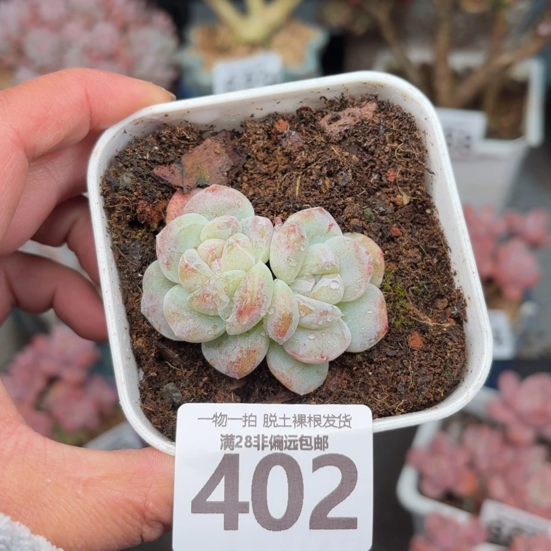 石化冰玉无盆土发货