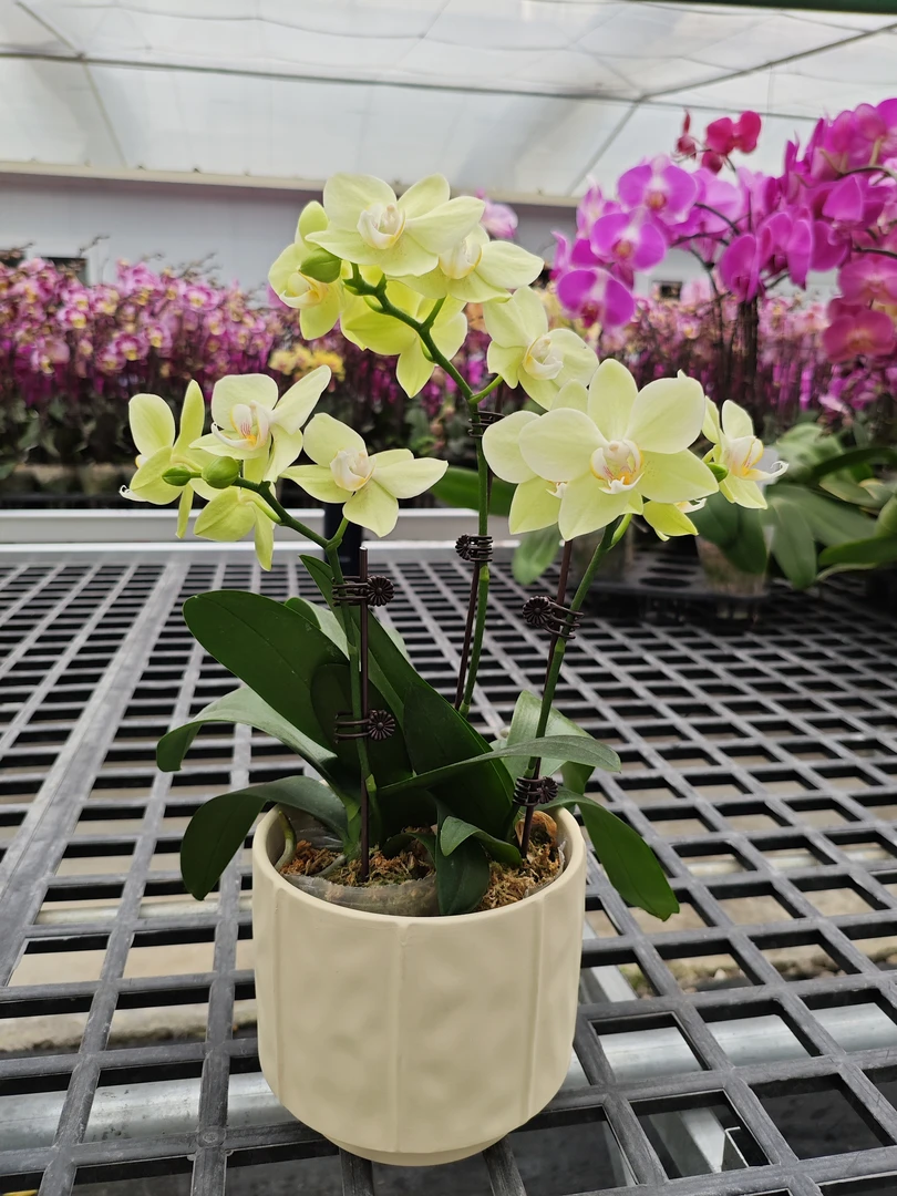 A10【绿水晶】欧品高端蝴蝶兰花卉