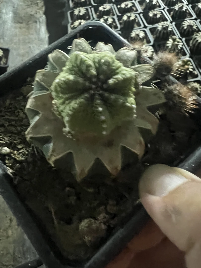 园艺仙人球牡丹姬牡丹组合售卖