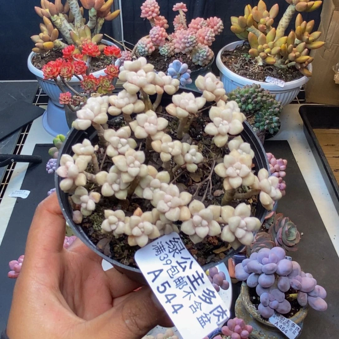 544艾伦多肉不包整