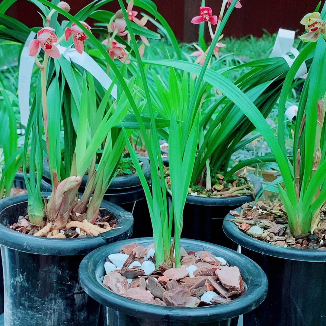 樊***生全部花苞一物一拍漂亮开花