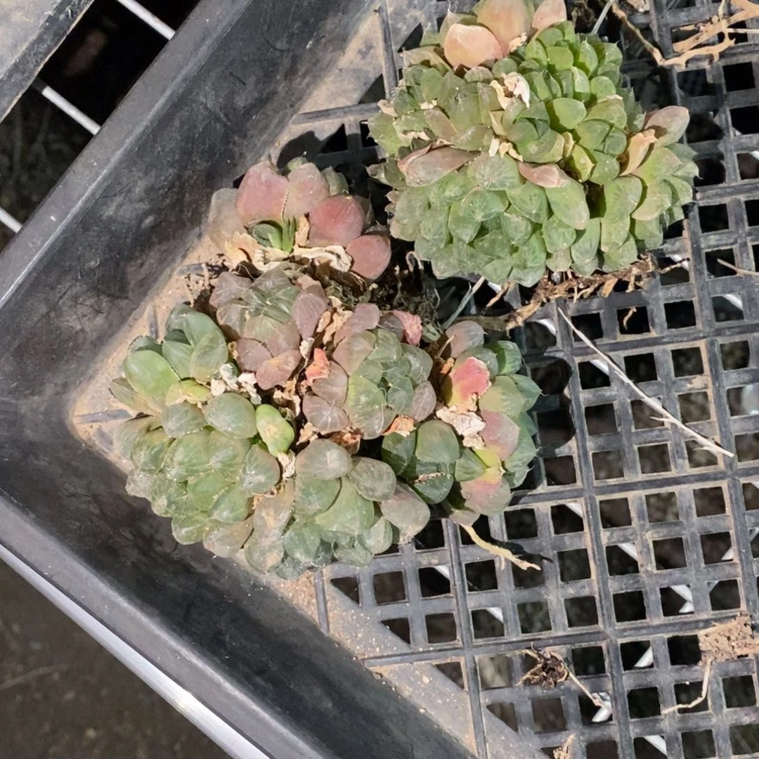 樱***子3159 两群一起 超级福利