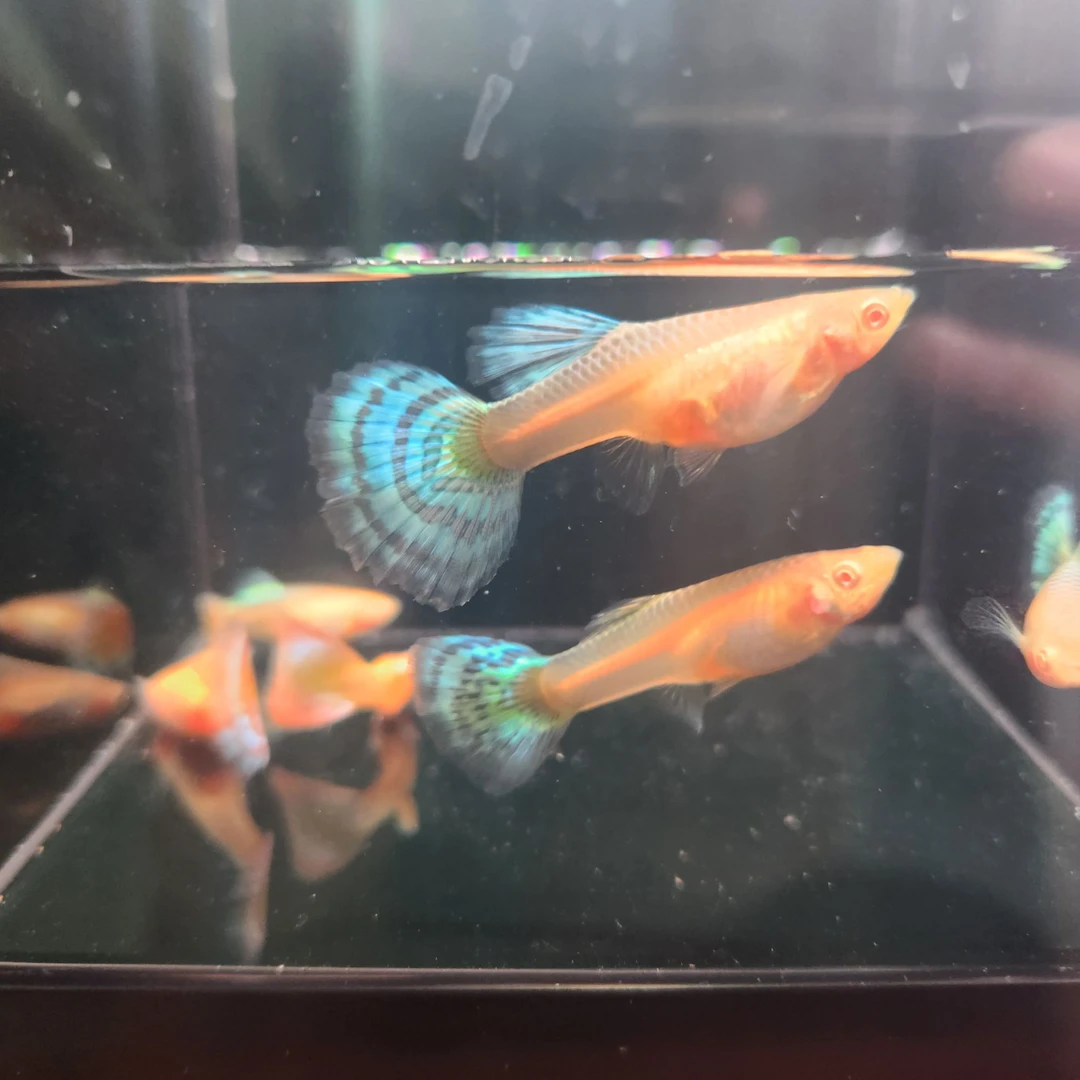 七彩祥云精品孔雀鱼小型热带胎生观赏鱼