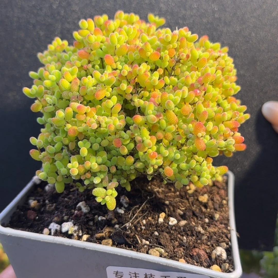 dy0927精控蜜橘老桩直杆冠服9cm