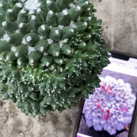 雪糕仙人球，3789000