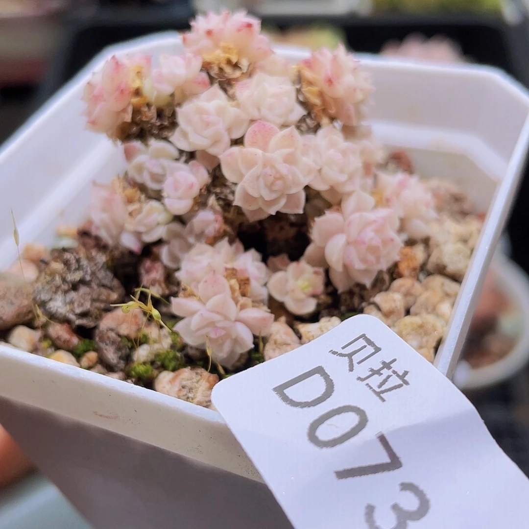 d73 精品多肉一物一拍