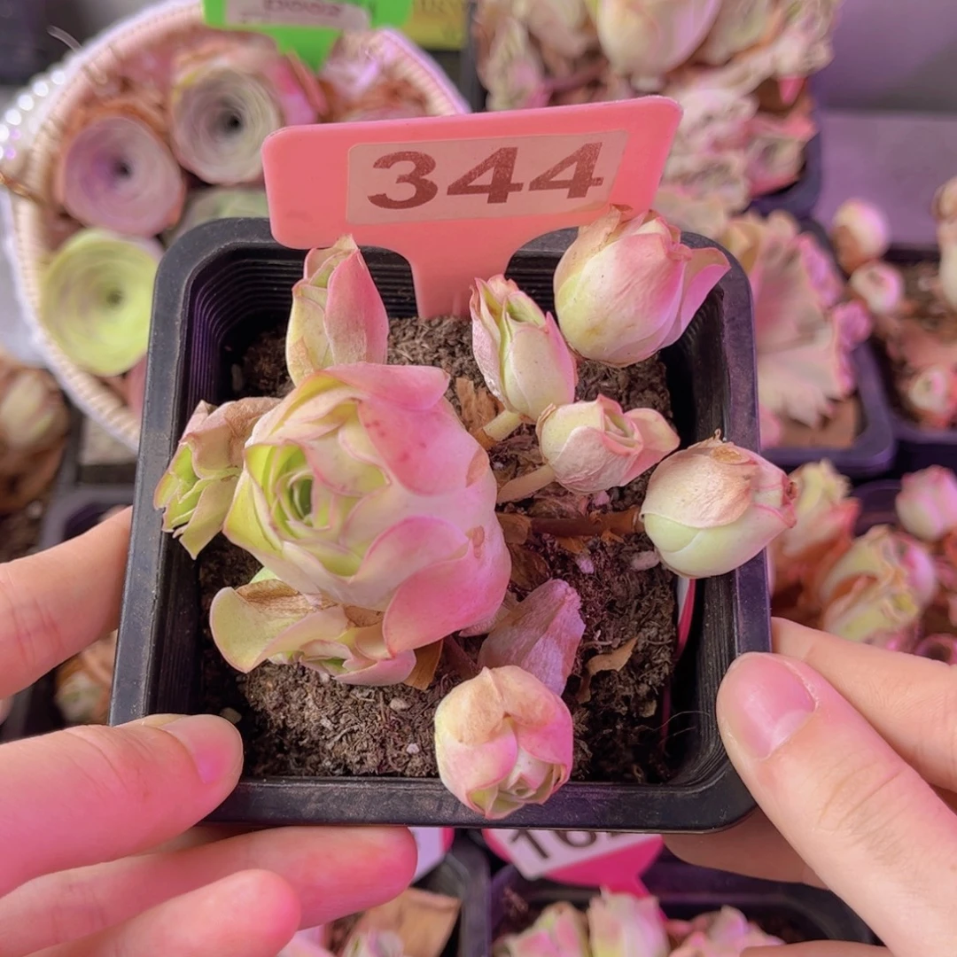 单品一物一拍344号