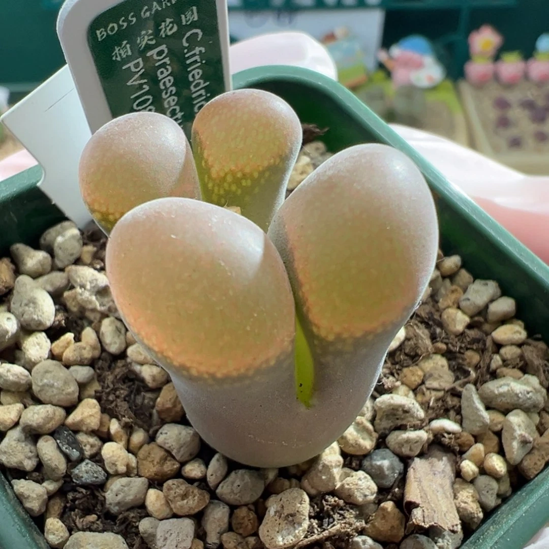 w7.7/1929。优选pv1089 鲑鱼粉巨无霸超大尺寸 4.5年 多肉植物