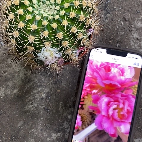 丘比特，4-7公分左右