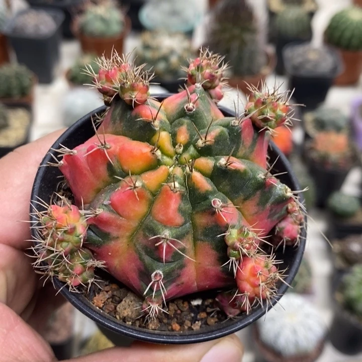 光辉牡丹锦特价特价