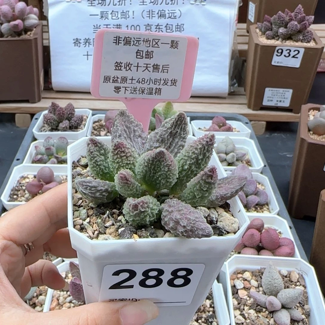 288苍龙微瑕多肉植物