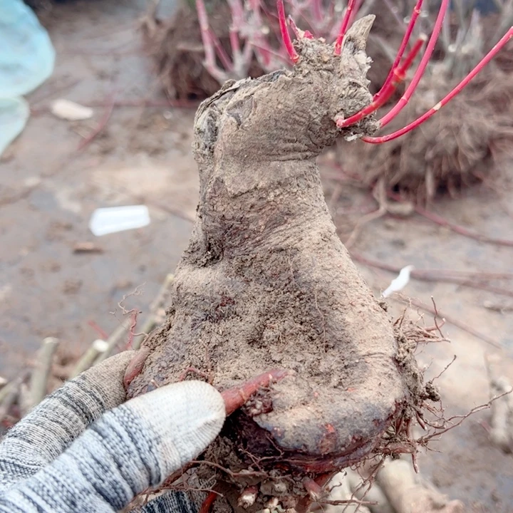 盆***庄无花朵枫树……枫树