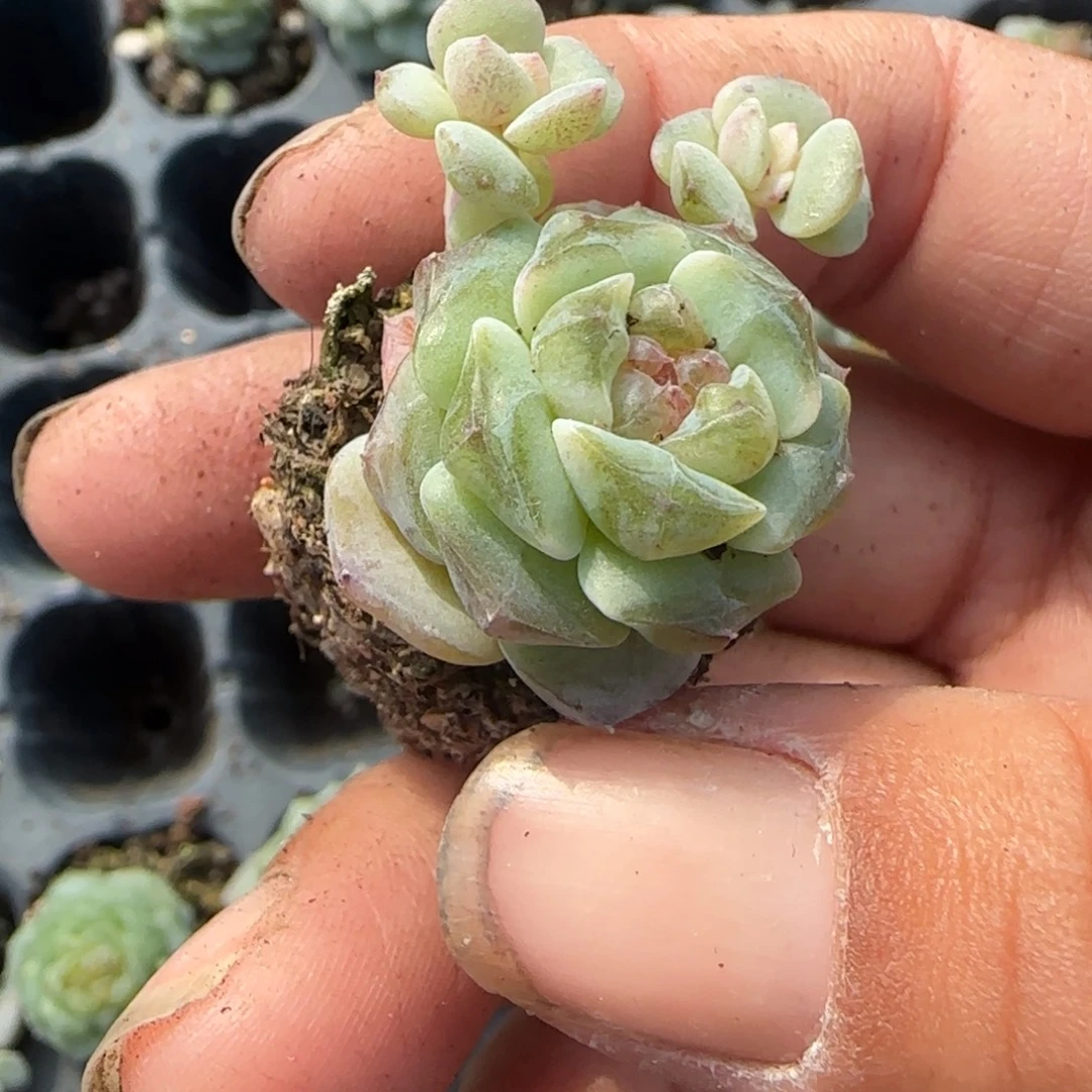 贾***躁小卡拉米糖心一物一拍