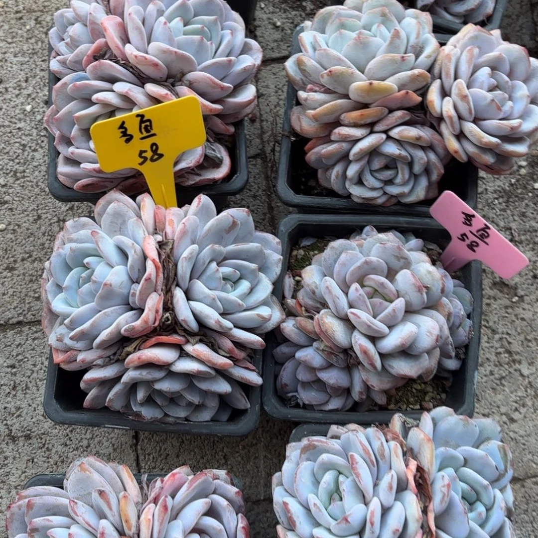 无花朵1111111111111