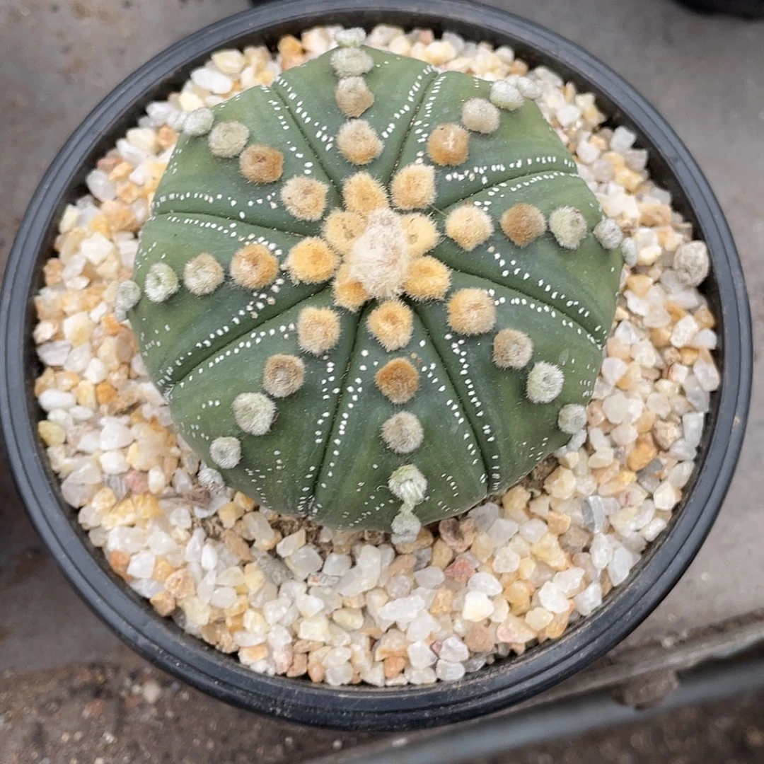 坑***王仙人球实生毛羽立兜带盆